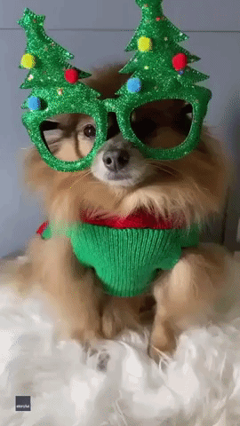 Owner Dresses Pomeranians in Festive Outfits to Celebrate Christmas