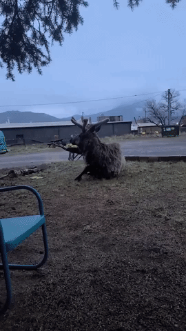 Colorado Resident Encounters 'Gorgeous' Elk Chilling Out in Estes Park
