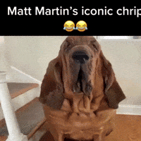 Matt Martin Dog GIF