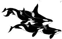 whale STICKER