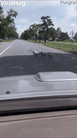 Cars Pause to Let Ducks Pass