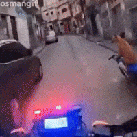 Dog Police GIF