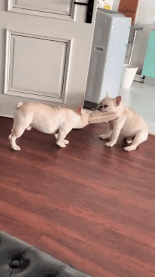 cuteanimalland giphyupload GIF