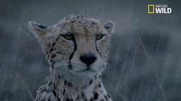 Raining African Cats GIF by Nat Geo Wild