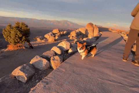 Dog Corgi GIF