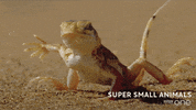 bbc cute animal bbc creature GIF