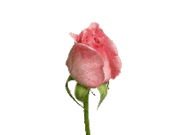 natural beauty STICKER