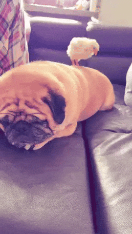 Dog Relax GIF