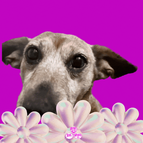 SweetRooBou giphyupload hello hey cute dog GIF