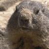Groundhog Day Yes GIF by Zoo Berlin