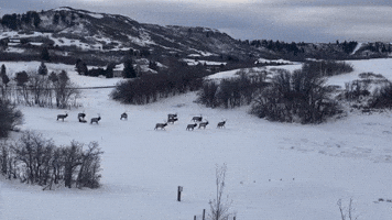 Elk Have Snowy 'Morning Commute' in Colorado