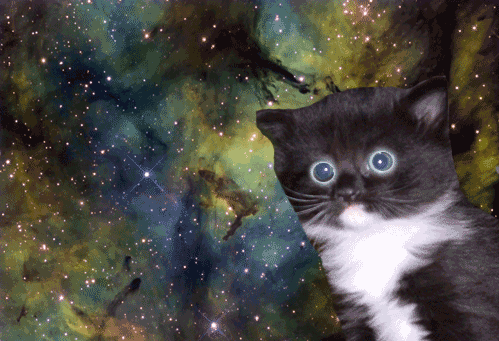 cats in space cat GIF