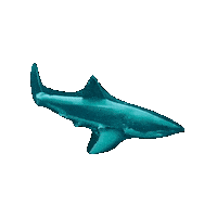 Sanjosedivers shark dive scuba scubadiving Sticker
