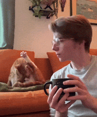 Cat Drinking GIF
