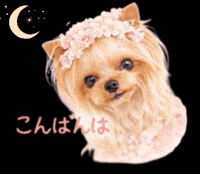 Dog Night GIF