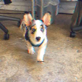 puppy archie GIF by Julieee Logan
