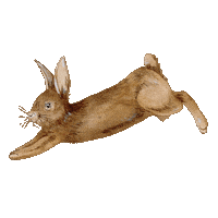 Rabbit Kralik Sticker by epipi.cz