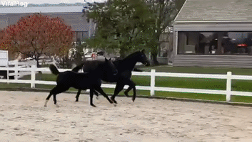 Excited Foal Runs Straight Into Fence