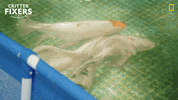 National Geographic Swimming GIF by Nat Geo Wild