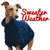 Sweater Weather Dog Sticker