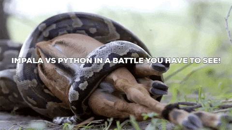 indiancareers giphygifmaker python impala GIF