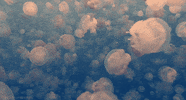 Photography Ocean GIF