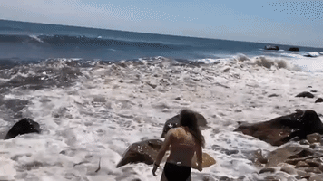 Shark Washed Up on Shore Rescued by Brave Beach Goer