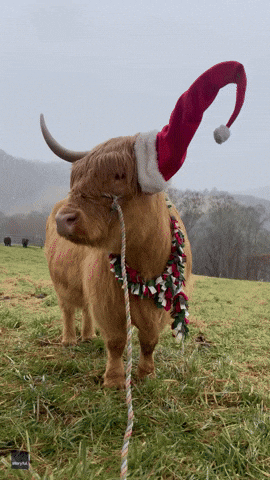 Highland Cow Gets Into Holiday Spirit at North Carolina Farm