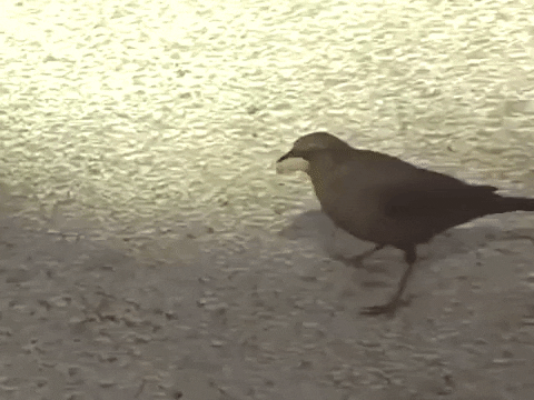 Bored Good Morning GIF by Aaron Taos