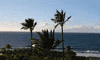 palms GIF