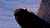The Lion King Nba GIF