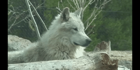 Tired Wolf GIF by DIIMSA Stock