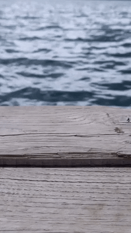 Simongip giphygifmaker GIF