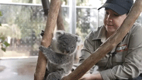Parker the Koala Joey Emerges From Mother's Pouch