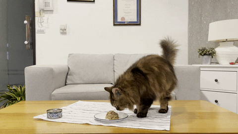 wpet giphyupload GIF