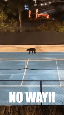 Bear Explores Tennis Courts