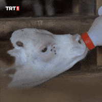Hungry Baby GIF by TRT