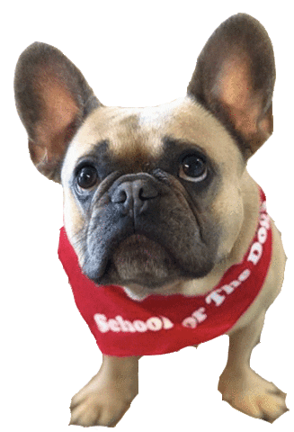 french bulldog dog Sticker by SchoolForTheDogs