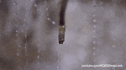GIF by KQEDScience