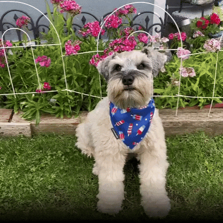 High Five Cute Dog GIF