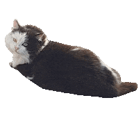 Fat Cat Sticker