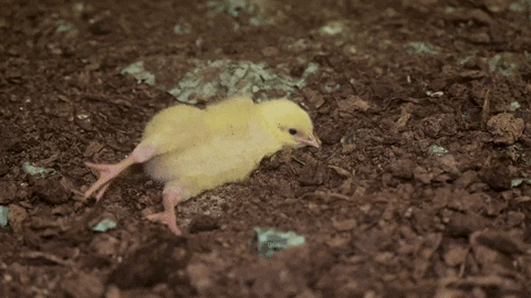 oikeuttaelaimille giphyupload chicken finland chick GIF