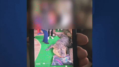 7NewsWKBW giphyupload GIF