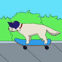Skateboarding dog in New York 