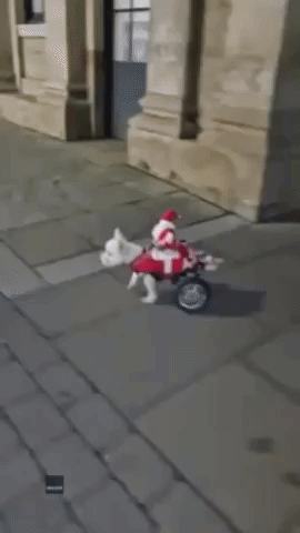 Santa Hitches a Ride on Paralyzed Terrier's Wheelchair
