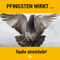 Geist Pfingsten GIF by Bistum Würzburg