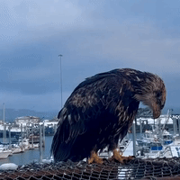 Bald Eagle Tries to Go Dumpster-Diving