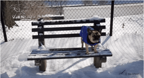 All By Myself lol GIF by The BarkPost 