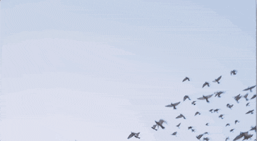 Punk Rock GIF by Pure Noise Records