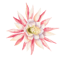 Flor Ps Eu Te Amo Sticker by Trend Lab Code